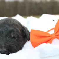 Dash, a male Aussiedoodle for sale in Baldwin, GA – Photo 9 of 10