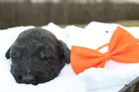 Dash, a male Aussiedoodle for sale in Baldwin, GA – Photo 4 of 5