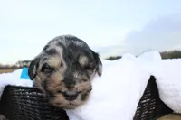 Murphy, a male Aussiedoodle for sale in Baldwin, GA – Photo 4 of 5