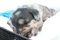 Murphy, a male Aussiedoodle for sale in Baldwin, GA – Photo 1 of 5