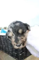 Murphy, a male Aussiedoodle for sale in Baldwin, GA – Photo 5 of 5