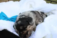 Murphy, a male Aussiedoodle for sale in Baldwin, GA – Photo 2 of 5