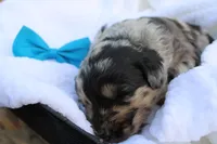 Murphy, a male Aussiedoodle for sale in Baldwin, GA – Photo 3 of 5