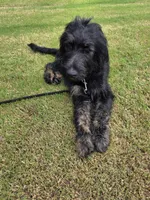 Dash, a male Aussiedoodle for sale in Baldwin, GA – 3 of 5