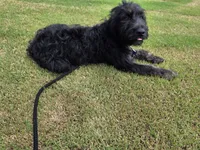 Dash, a male Aussiedoodle for sale in Baldwin, GA – 2 of 5