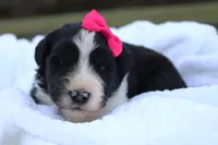 Willow, a female Aussiedoodle for sale in Baldwin, GA – Photo 4 of 4