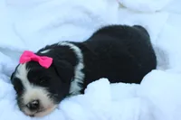 Willow, a female Aussiedoodle for sale in Baldwin, GA – Photo 2 of 4