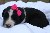 Willow, a female Aussiedoodle for sale in Baldwin, GA – Photo 3 of 4