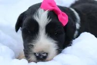 Willow, a female Aussiedoodle for sale in Baldwin, GA – Photo 1 of 4