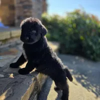 Jett, a male Aussiedoodle for sale in Baldwin, GA – Photo 6 of 10