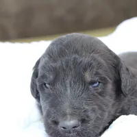 Jett, a male Aussiedoodle for sale in Baldwin, GA – Photo 10 of 10