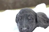 Jett, a male Aussiedoodle for sale in Baldwin, GA – Photo 4 of 5
