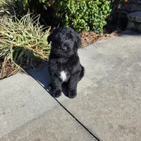 Jett, a male Aussiedoodle for sale in Baldwin, GA – Photo 7 of 10