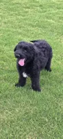 Jett, a male Aussiedoodle for sale in Baldwin, GA – Photo 2 of 10