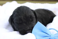 Jett, a male Aussiedoodle for sale in Baldwin, GA – Photo 2 of 5