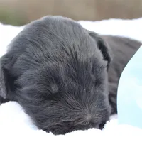 Jett, a male Aussiedoodle for sale in Baldwin, GA – Photo 9 of 10