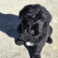 Jett, a male Aussiedoodle for sale in Baldwin, GA – Photo 5 of 10