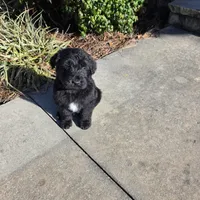 Jett, a male Aussiedoodle for sale in Baldwin, GA – Photo 8 of 10