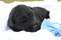 Jett, a male Aussiedoodle for sale in Baldwin, GA – Photo 3 of 5