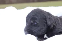 Jett, a male Aussiedoodle for sale in Baldwin, GA – Photo 5 of 5