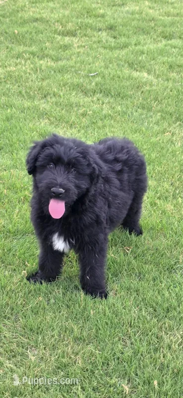 Jett – Aussiedoodle puppy for sale in Baldwin, GA