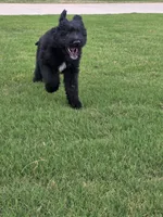 Jett, a male Aussiedoodle for sale in Baldwin, GA – Photo 4 of 10