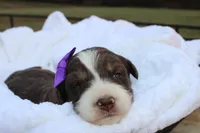 Ginger, a female Aussiedoodle for sale in Baldwin, GA – Photo 1 of 5