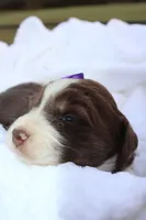 Ginger, a female Aussiedoodle for sale in Baldwin, GA – Photo 4 of 5
