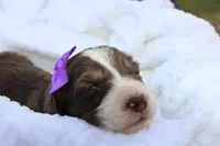 Ginger, a female Aussiedoodle for sale in Baldwin, GA – Photo 5 of 5