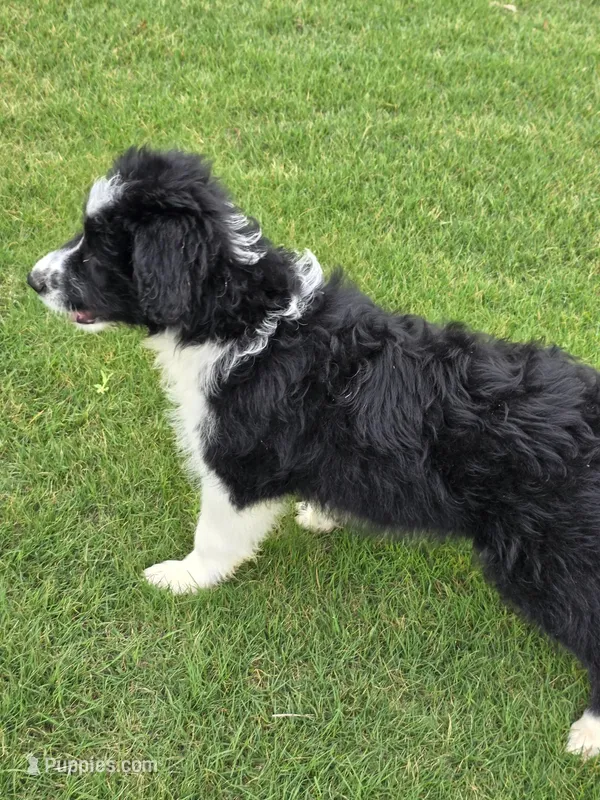 Willow – Aussiedoodle puppy for sale in Baldwin, GA