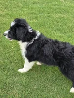 Willow, a female Aussiedoodle for sale in Baldwin, GA – Photo 1 of 6