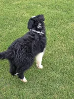 Willow, a female Aussiedoodle for sale in Baldwin, GA – Photo 6 of 6