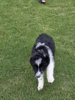 Willow, a female Aussiedoodle for sale in Baldwin, GA – Photo 4 of 6