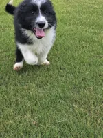 Willow, a female Aussiedoodle for sale in Baldwin, GA – Photo 5 of 6