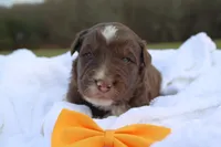 Teddy, a male Aussiedoodle for sale in Baldwin, GA – Photo 1 of 5