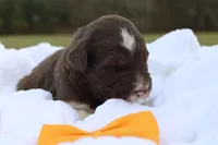 Teddy, a male Aussiedoodle for sale in Baldwin, GA – Photo 4 of 5