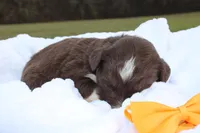 Teddy, a male Aussiedoodle for sale in Baldwin, GA – Photo 3 of 5