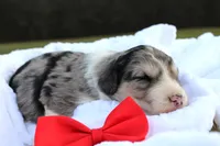 Beau, a male Aussiedoodle for sale in Baldwin, GA – Photo 2 of 5