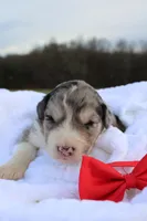 Beau, a male Aussiedoodle for sale in Baldwin, GA – Photo 5 of 5