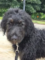 Dash, a male Aussiedoodle for sale in Baldwin, GA – 1 of 5