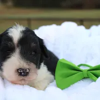 Jack, a male Aussiedoodle for sale in Baldwin, GA – Photo 6 of 10