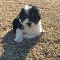 Jack, a male Aussiedoodle for sale in Baldwin, GA – Photo 3 of 10