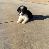 Jack, a male Aussiedoodle for sale in Baldwin, GA – Photo 4 of 10