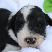 Jack, a male Aussiedoodle for sale in Baldwin, GA – Photo 7 of 10