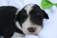 Jack, a male Aussiedoodle for sale in Baldwin, GA – Photo 2 of 5