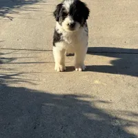 Jack, a male Aussiedoodle for sale in Baldwin, GA – Photo 9 of 10