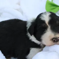 Jack, a male Aussiedoodle for sale in Baldwin, GA – Photo 5 of 10