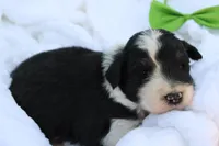 Jack, a male Aussiedoodle for sale in Baldwin, GA – Photo 5 of 5