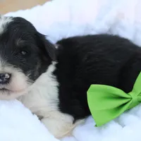 Jack, a male Aussiedoodle for sale in Baldwin, GA – Photo 8 of 10