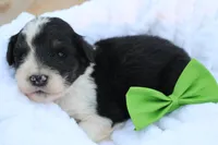 Jack, a male Aussiedoodle for sale in Baldwin, GA – Photo 3 of 5